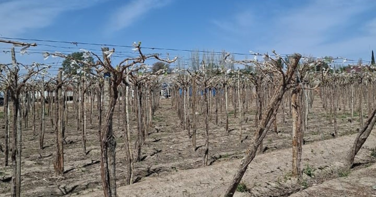 las-heladas-le-dieron-un-duro-golpe-a-la-principal-actividad-agropecuaria-de-una-provincia-y-estiman-perdidas-de-hasta-el-60%-en-la-produccion-de-una-variedad-clave
