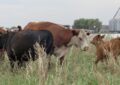 La faena de vacas se acerca a un nivel de equilibrio y la retención empieza a aparecer