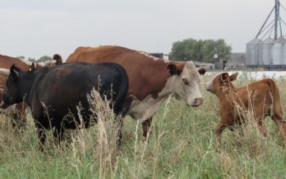 La faena de vacas se acerca a un nivel de equilibrio y la retención empieza a aparecer