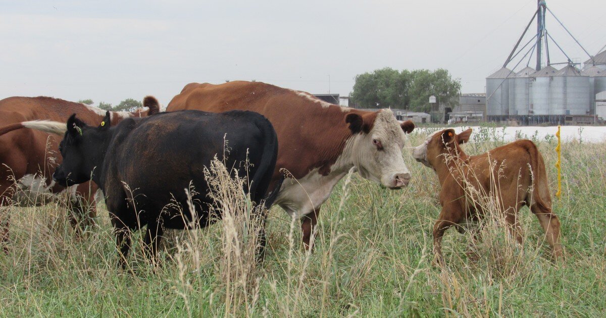 La faena de vacas se acerca a un nivel de equilibrio y la retención empieza a aparecer