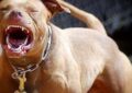 Un pitbull atacó a una nena de 2 años: está en terapia intensiva con graves fracturas en la cara