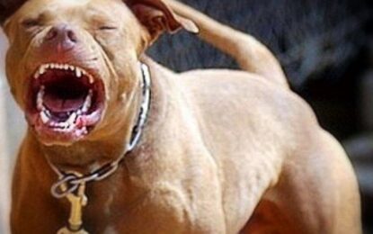 Un pitbull atacó a una nena de 2 años: está en terapia intensiva con graves fracturas en la cara