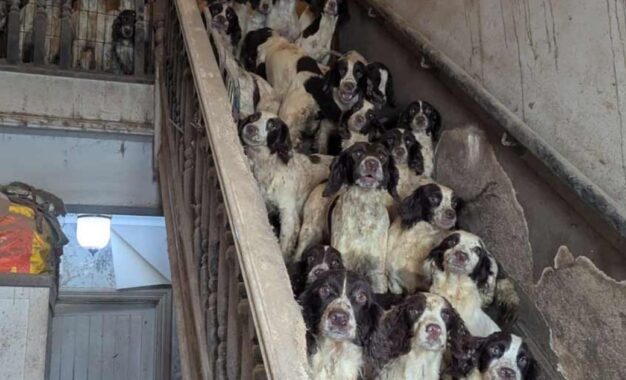 Una familia fue condenada por maltrato animal tras tener más de 80 animales hacinados y en condiciones deplorables