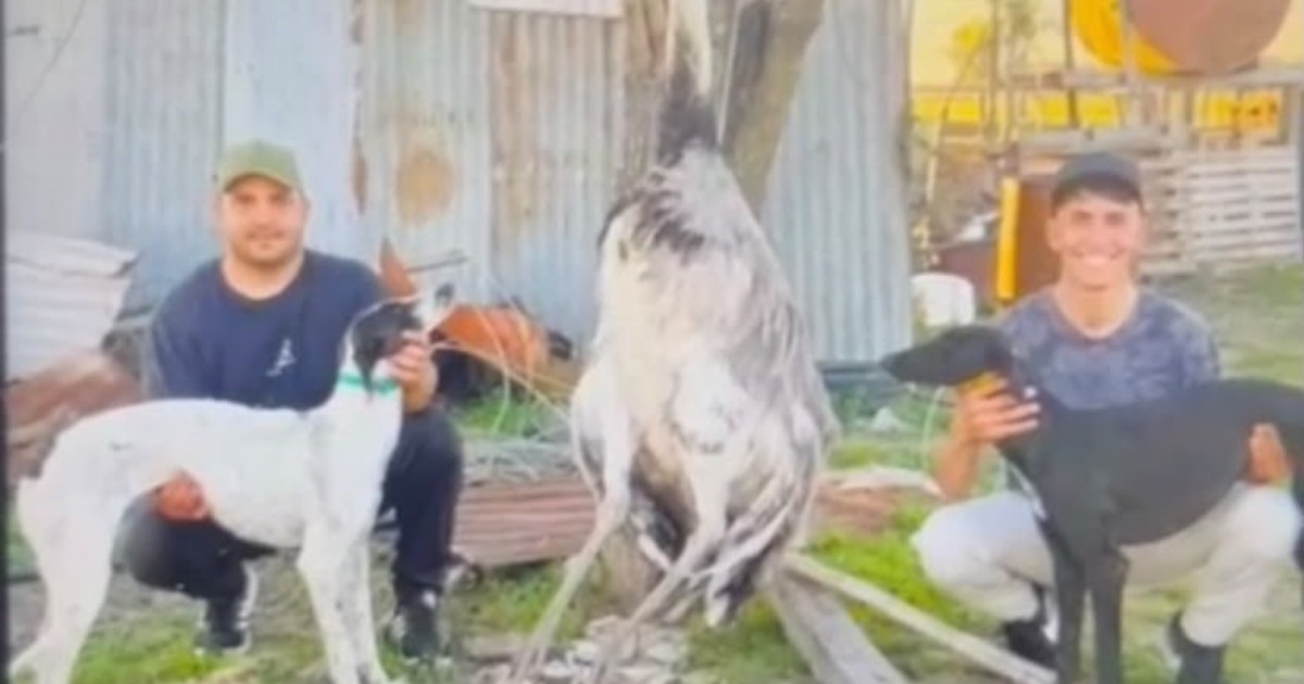 tenia-un-nandu-como-mascota-desde-que-era-un-huevo-y-se-lo-mataron-con-dos-galgos-en-el-medio-del-campo