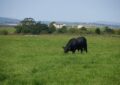 Récord en Bahía Blanca: pagaron $42 millones por un toro Angus