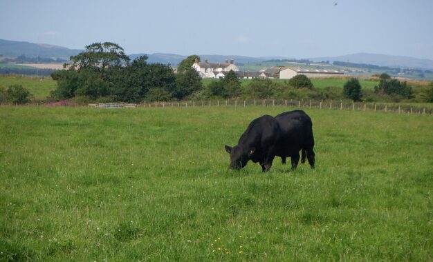 Récord en Bahía Blanca: pagaron $42 millones por un toro Angus
