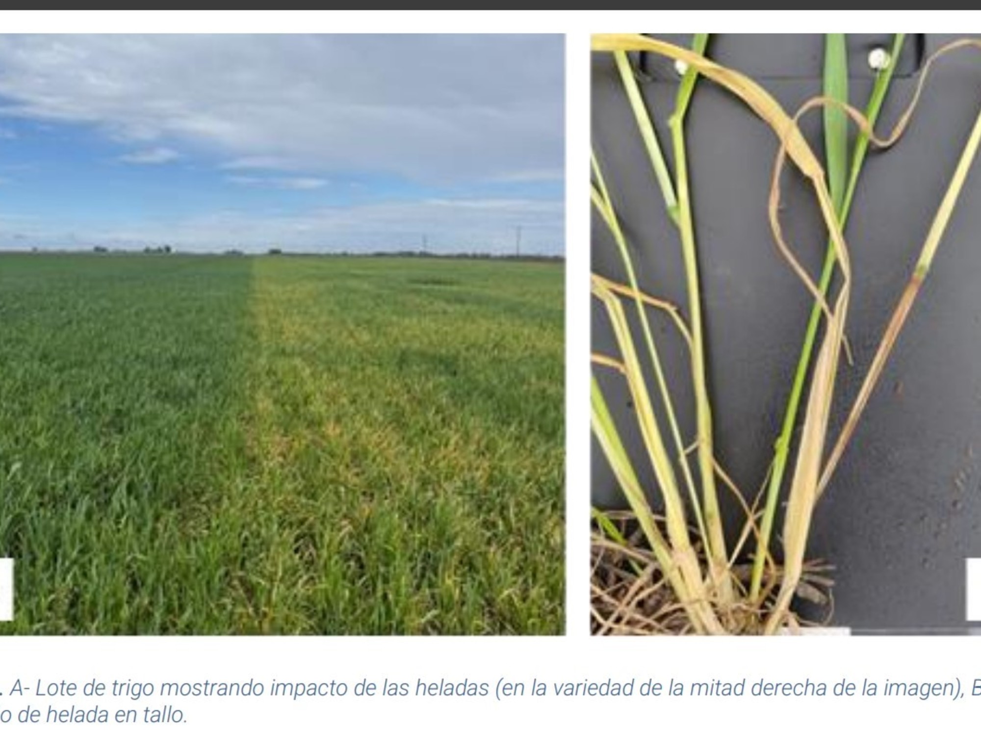 Lote de trigo con impacto de heladas, a la derecha