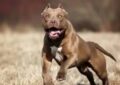 Una nena de 2 años sufrió graves heridas al ser atacada por un pitbull en Córdoba