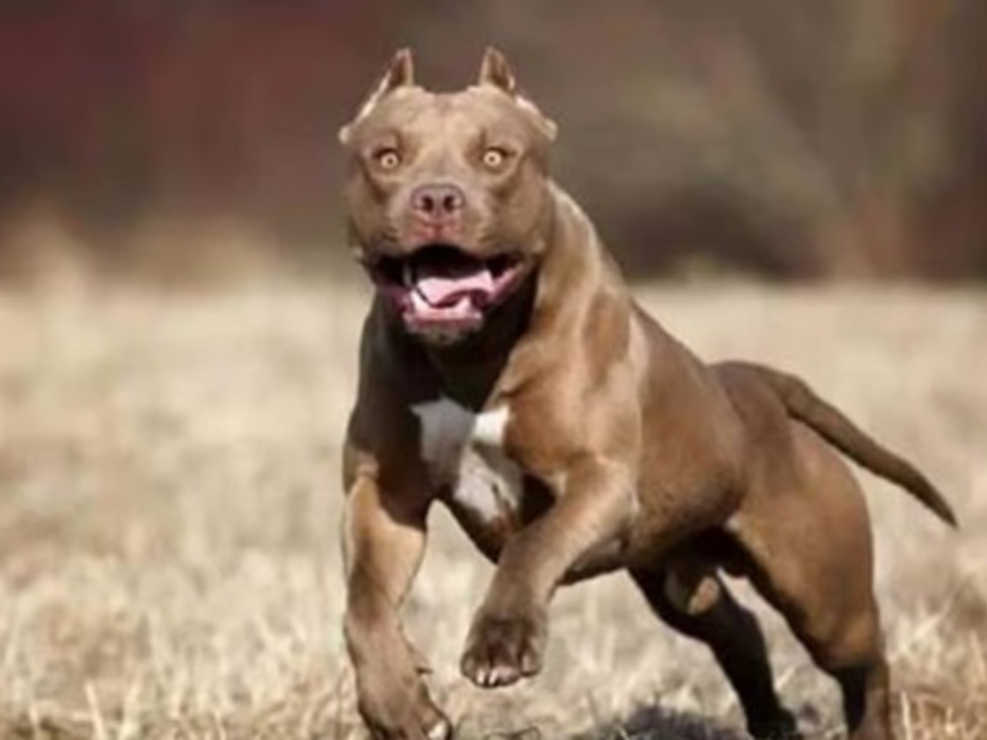 La Fiscalía ordenó el secuestro del perro