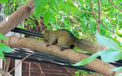 Apareció una ardilla exótica en un balcón de Palermo: qué riesgos representa esta especie invasora