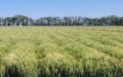 Llegaron las lluvias de El Niño: alivio para el trigo y mejores perspectivas para la siembra de soja